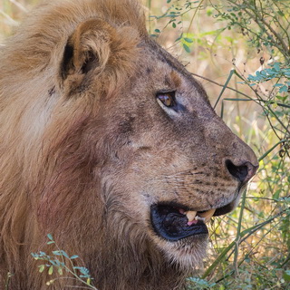 South Luangwa - Close-up lion